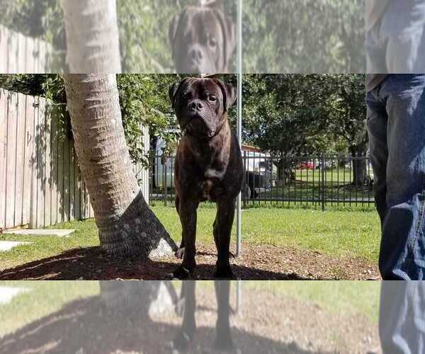 Medium Photo #1 Bullmastiff Puppy For Sale in HOLLYWOOD, FL, USA