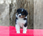 Small Photo #1 Miniature American Shepherd Puppy For Sale in LEXINGTON, KY, USA