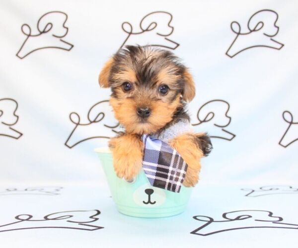 Medium Photo #49 Yorkshire Terrier Puppy For Sale in LAS VEGAS, NV, USA