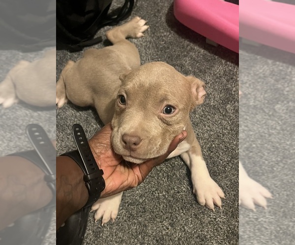 Medium Photo #36 American Bully Puppy For Sale in BUFFALO, NY, USA