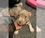 Small Photo #36 American Bully Puppy For Sale in BUFFALO, NY, USA