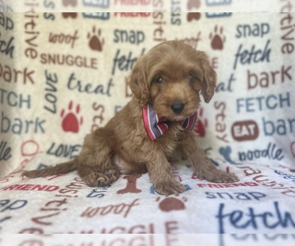Medium Photo #8 Cavapoo Puppy For Sale in LAKELAND, FL, USA