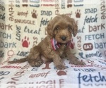 Small #7 Cavapoo