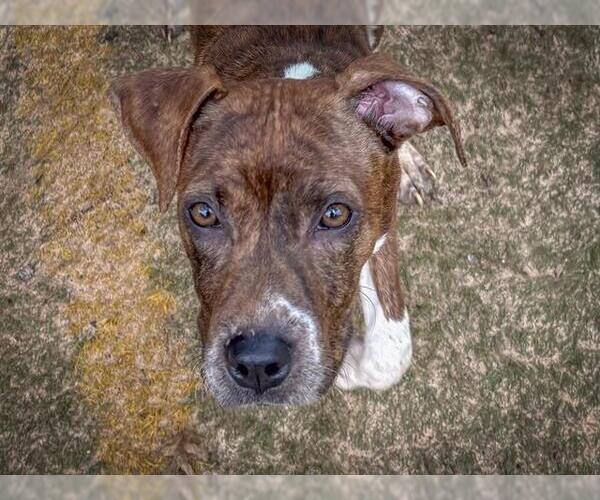 Medium Photo #1 American Staffordshire Terrier Puppy For Sale in Tallahassee, FL, USA