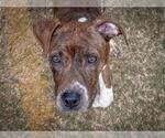 Small American Staffordshire Terrier