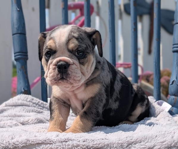 Medium Photo #4 English Bulldog Puppy For Sale in GOSHEN, IN, USA