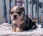 Small Photo #17 English Bulldog Puppy For Sale in GOSHEN, IN, USA