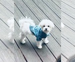 Small Photo #9 Maltese Puppy For Sale in MARIETTA, GA, USA