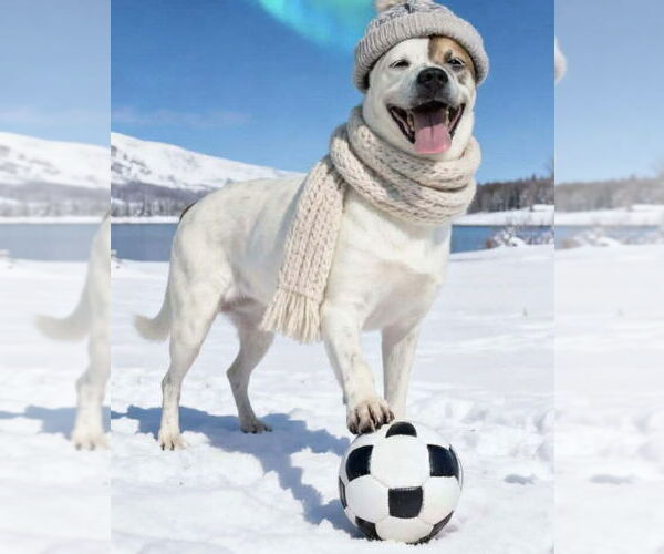 Medium Photo #2 Boxer-Unknown Mix Puppy For Sale in Westwood, NJ, USA