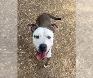 American Pit Bull Terrier-Unknown Mix Dogs for adoption in Plano, TX, USA