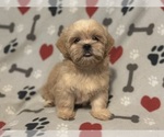 Small #2 Shih Tzu