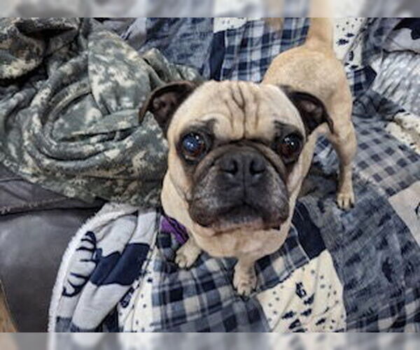 Medium Photo #6 Pug Puppy For Sale in Indianapolis, IN, USA