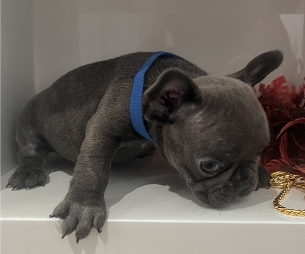 Medium Photo #6 French Bulldog Puppy For Sale in SLIDELL, LA, USA