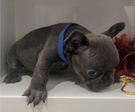 Small Photo #6 French Bulldog Puppy For Sale in SLIDELL, LA, USA