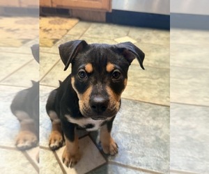 Labrottie Dogs for adoption in MIDWAY, UT, USA