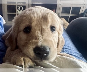 Golden Retriever Puppy for sale in ARCHBALD, PA, USA