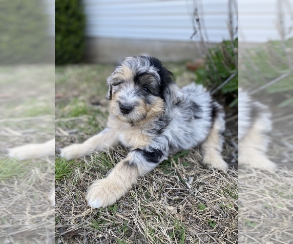 Medium Photo #2 Aussiedoodle Puppy For Sale in CONWAY, MO, USA