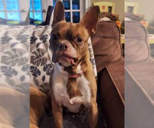 Boston Terrier Dogs for adoption in Greenville, SC, USA