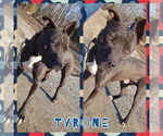 Small #2 American Staffordshire Terrier-Labrador Retriever Mix