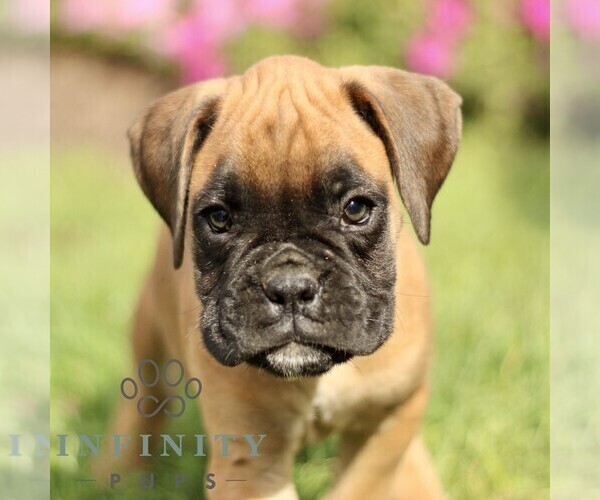 Medium Photo #4 Boxer Puppy For Sale in GORDONVILLE, PA, USA