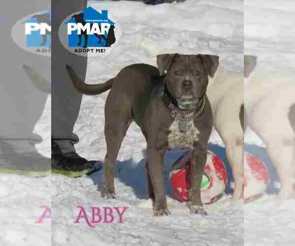 Medium Photo #2 Mutt Puppy For Sale in Binghamton, NY, USA