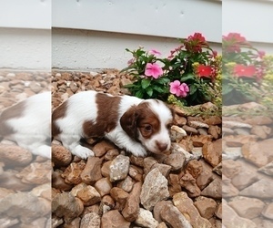 Medium Dachshund