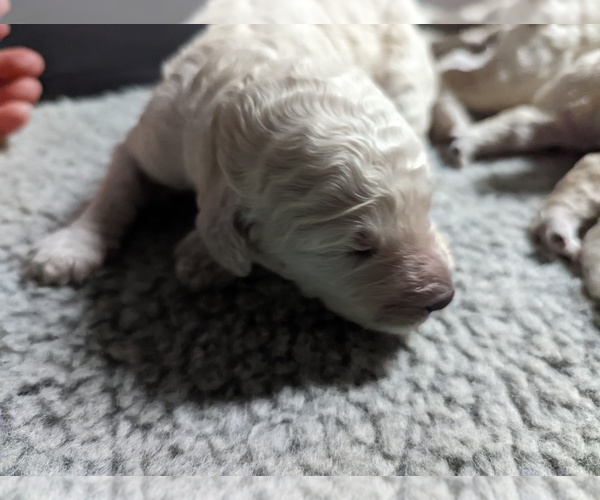 Medium Photo #1 Poodle (Standard) Puppy For Sale in ACUSHNET, MA, USA
