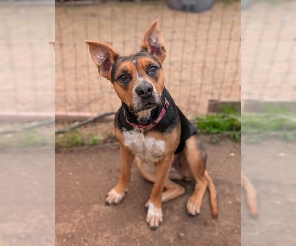 Medium Photo #1 Doberman Pinscher-German Shepherd Dog Mix Puppy For Sale in Sacramento, CA, USA