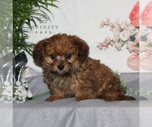ShihPoo Puppy for Sale in RISING SUN, Maryland USA