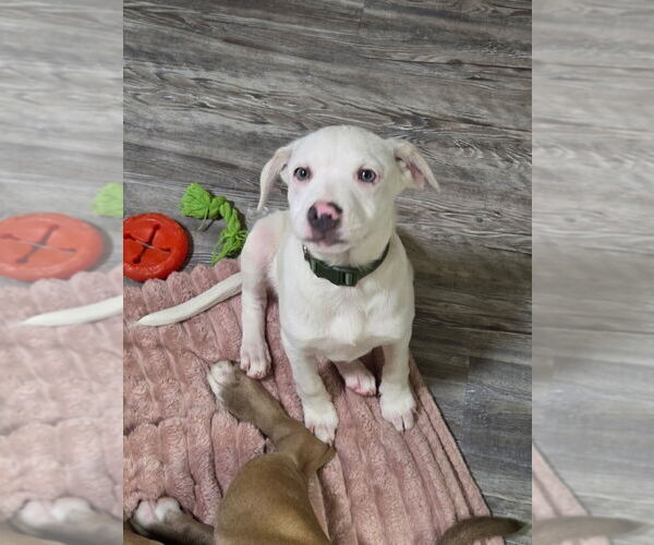 Medium Photo #2 Labbe Puppy For Sale in Aurora, IN, USA