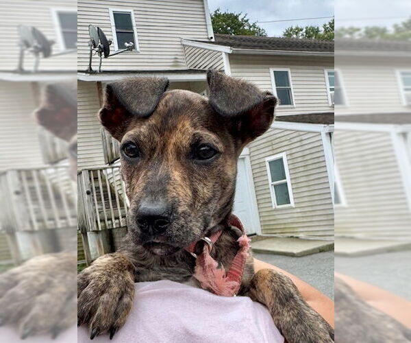Medium Photo #20 Mutt Puppy For Sale in Brewster, NY, USA