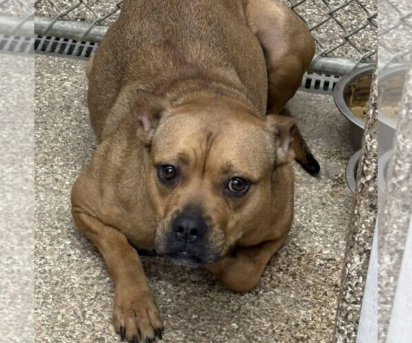 Medium Photo #1 American Pit Bull Terrier-Unknown Mix Puppy For Sale in Martinsburg, WV, USA