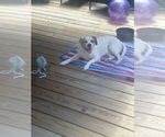 Small #2 American Bulldog Mix