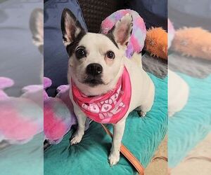 Rat Terrier-Unknown Mix Dogs for adoption in Silver Spring, MD, USA