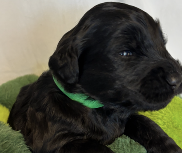 Medium Photo #3 English Cream Golden Retriever-Poodle (Standard) Mix Puppy For Sale in MC CONNELLSBURG, PA, USA