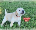 Small Photo #133 Labrador Retriever Puppy For Sale in EDGEWOOD, TX, USA