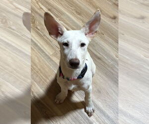 - Mix Dogs for adoption in Hoffman Estates, IL, USA