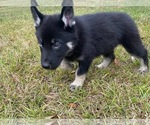 Puppy 3 German Shepherd Dog-Siberian Husky Mix