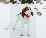 Small #1 Treeing Walker Coonhound