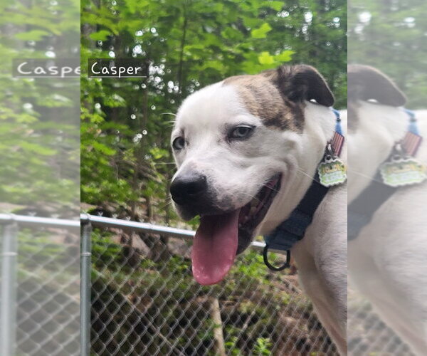 Medium Photo #7 Boxerhoula Puppy For Sale in Ellijay, GA, USA