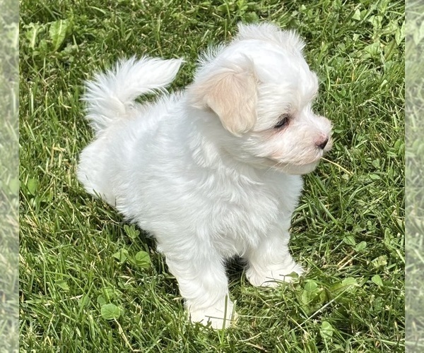 Medium Photo #19 Maltese Puppy For Sale in ROCK STREAM, NY, USA