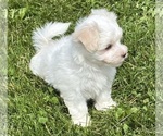 Small #18 Maltese