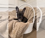 Puppy Ava French Bulldog
