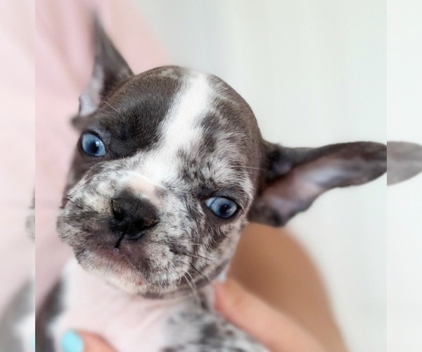 Medium Photo #5 French Bulldog Puppy For Sale in MURRIETA, CA, USA
