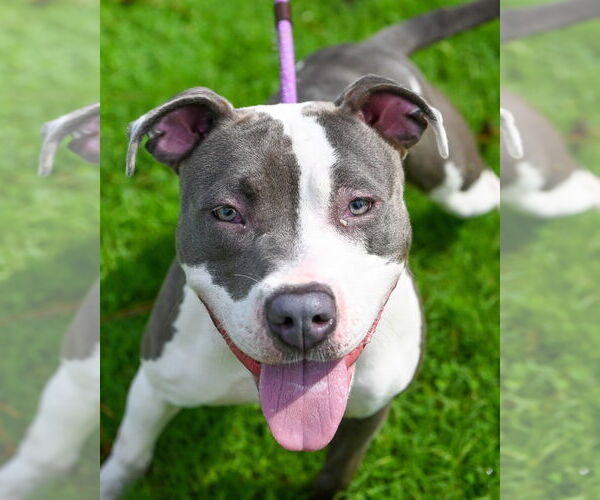 Medium Photo #4 American Pit Bull Terrier Puppy For Sale in Glen Allen, VA, USA
