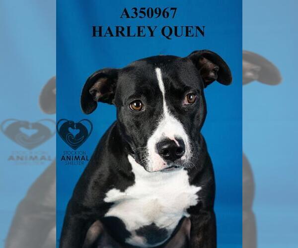 Medium Photo #2 Mutt Puppy For Sale in Stockton, CA, USA