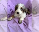 Small #11 Miniature Bernedoodle