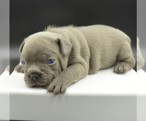 French Bulldog Puppy for sale in PASCO, WA, USA