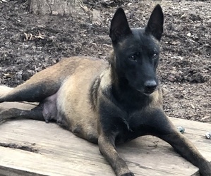 Father of the Belgian Malinois puppies born on 10/10/2019