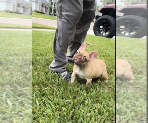 French Bulldog Puppy for sale in NEW PORT RICHEY, FL, USA